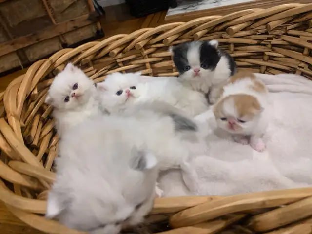 Active, curious, and known for their
distinctive ticked coat.