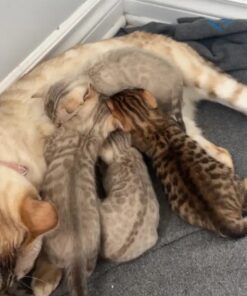 Bengal Kittens – Purebred Registered Parents