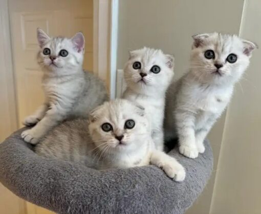British Shorthair and Long Hair Kittens