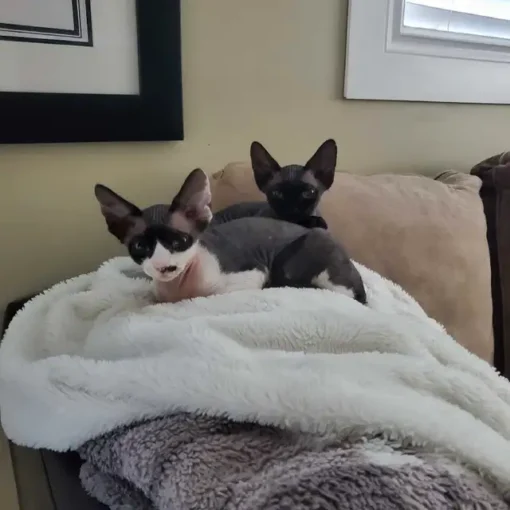 Pedigree Devon Rex Kittens – With Breeding Rights