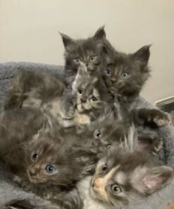 Maine Coon kittens for sale
