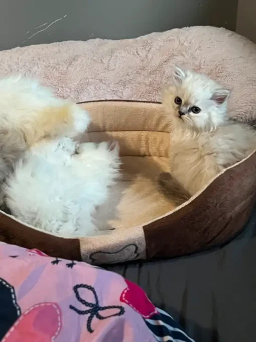 Doll Faced white Fluffy Persian Kittens