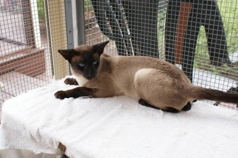 Traditional Purebred Chocolate Point Siamese Kittens