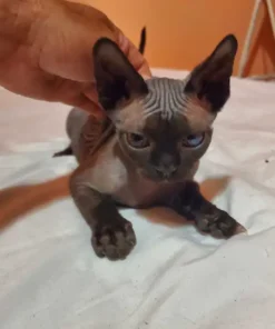 Pedigree Devon Rex Kittens – With Breeding Rights