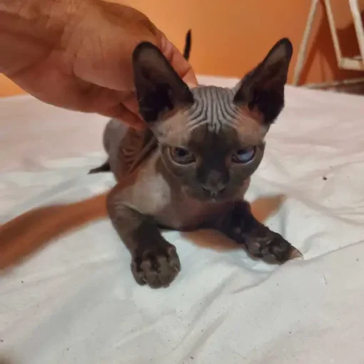 Pedigree Devon Rex Kittens – With Breeding Rights