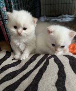 Doll Faced white Fluffy Persian Kittens